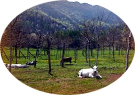Economia agropastorale